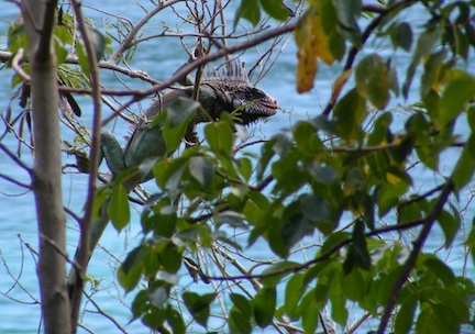 The iguana is hanging onto
            small branches while reaching to the right to eat a leave.
            Tree leaves are in the foreground
            and the blue surface of the bay in the background.