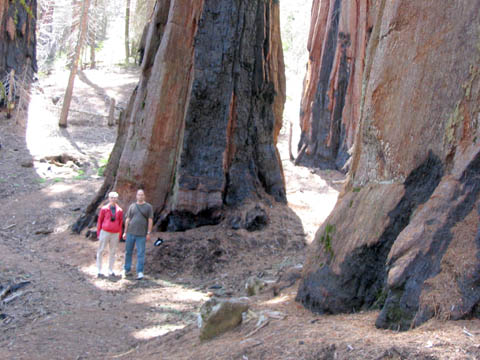 Doug and Gail at the base of the General Sherman tree
