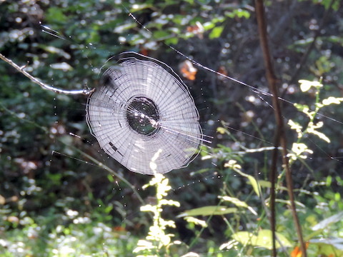 A spider web in the sunlight