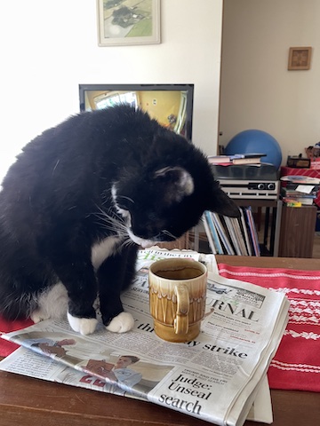 Maija’s cat looks into a coffee cup
