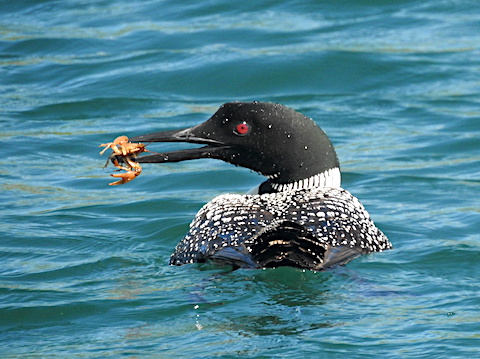 The loon’s tail is toward the camera. She is looking to theh left            side with a crayfishh in her beak