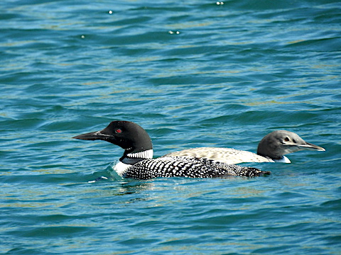 The adult loon is facing to the left; the chick with duller plumage faces to the right
