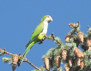 A green, white, and blue bird sits amoong needles and cones