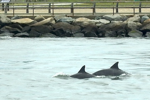 The backs of two dolphins swimming toward te ocean