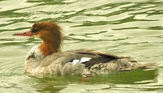 Common Merganser on Lake George