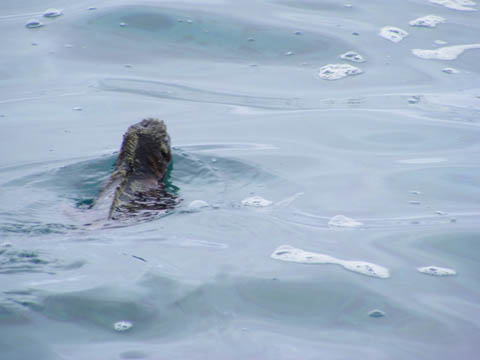 Marine iguana swimming out to sea