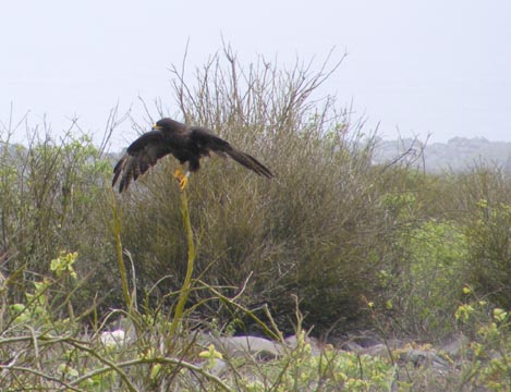A Galápagos hawk with its wings outspread