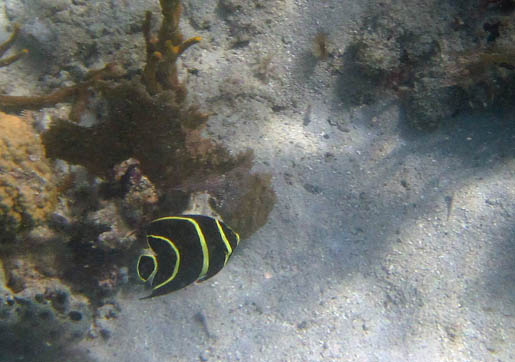This round black fish with
            vertical yellow stripes is swimming over sand near some coral.