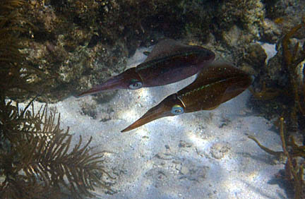 The two squid are swimming side
            by side with their tentacles pointing to the left. Their 
            large eyes and patterns on their backs are visible. The is
            coral on the sea floor around them, but directly below
            them is a small patch of sand.