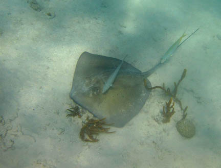 The southern sting ray is lying on
            a mostly sandy bottom, its tail pointing in the upper right
            direction. A bar jack is swmming above the ray and a yellowtail
            snapper is swimming above the ray's tail.