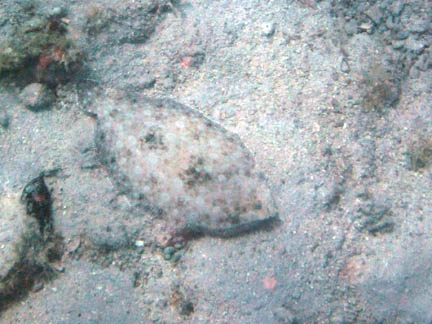 The color and pattern of the
            flounder matches the sand and rock sea floor. Blue rosettes
            cover its body. Its tail points toward the upper left and
            its mouth and eyes can be see at the lower right. 