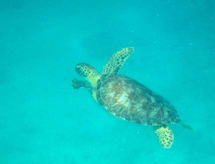 Swimming toward the left and away
           from us, the turtle has its front flippers raised in the
           green-appearing water. Its head and flippers appear yellow
           and covered with dark spots. 