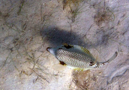This fish is above some
           grass on a mostly sandy bottom. It is black, but covered with
           many white spots. From above, the snout is pointed and the 
           mid section is very wide. 