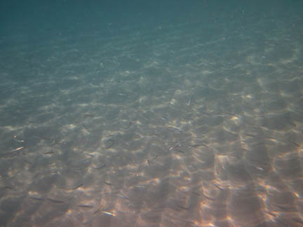 The photo shows bright spots in front of a dark sandy bottom.
           The video shows hundreds of fish swirling through the water.