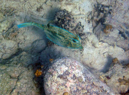 The same fish
          is in the same location, except the urchins are out of
          the picture. The color of the fish is now dark green and
          tan, but with the same blue markings.