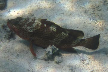 This fish has dark bands with
      dark spots in the lighter areas. Its eyes bulge a little from
      its head. It has a long dorsal fin. 
      The bottom of its head and its pectoral fin appear to be red.
      It is sitting on the bottom.