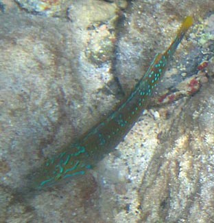 This fish is an olive green
       with a yellow tail. There are bright green zigzag lines
       on its head and dots of the same color along its body.