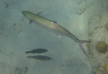 This is a moderately large
       silvery fish wtih pink tail fins and a row of spots running
       just above the midline. There are also two much smaller, 
       dark-colored fish swimming in the opposite direction. 