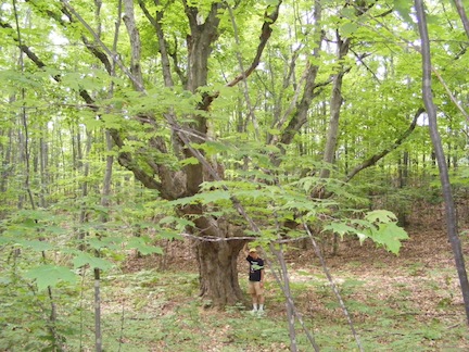 Al stands in the distance next to a 
               maple tree that whose base is at least four
               feet in diameter. The camera is focused on
               leaves of saplings much colser to the trail.