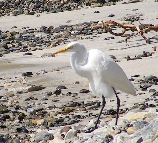 This bird had all white feathers, a yellow-orange bill and dark legs. Its neck has an S-shape. It is standing on a rocky shore, looking to the left.