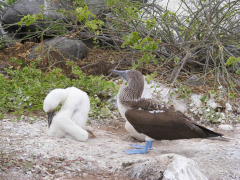 The chick is covered with white down and has a large dark bill. Its head is turned away from the adult. There may be a second chick mostly hidden behind the adult. Brush with green leaves is behind the birds.