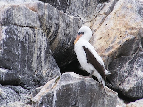 The bird is standing on some guano-covered rocks. It is white with black wings. Its orange bill is lowered and lying on its breast. 