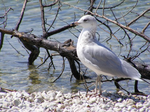 The bird is standing with its left side toward the camera on pebbly beach with the water and the bare limbs of a dead sappling behind it. The bird has a grey wing, white belly, white tail and white head. The tip of its beak is black.