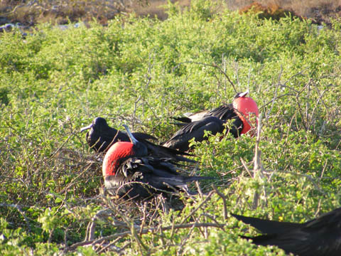 Two male frigatebirds trying to attract a mate by puffing out its red pouch. They are sitting among low bushes on the island.