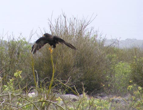 A Galápagos hawk with its wings outspread and with all dark feathers is standing on a stick with a leafless bush behind it.