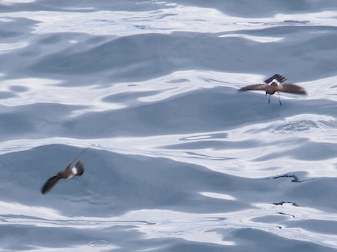 Two storm petrels almost dancing upon the sea. Their wings and bodies are dark grey and their wings are spread straight out. The legs are extended down to the water and you can see ripples where they recently touched. Their tails begin with a band of white and the ends are black.