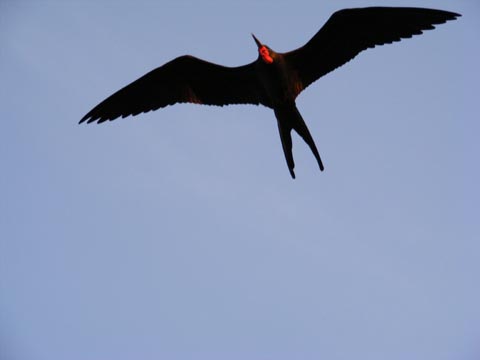 A soaring frigatebird against a blue sky. This one has its wings straight out to the side and its tail spread in a V shape. The red pouch is very distinct.