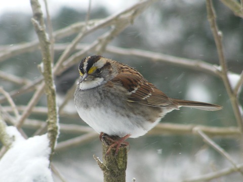 This bird has a white belly, a grey chest and a white throat. The top of the head is black except for a white stripe at the very top and above the eye. The is a yellow patch in the white stripe above the eye that is just forward of the eye.