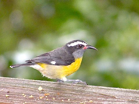 The bananaquits is perched on a wooden railing.
            It has a bright yellow breast,
            a long, downward curving beak, 
            pink at the base of its beak and 
            a white stripe above its eye