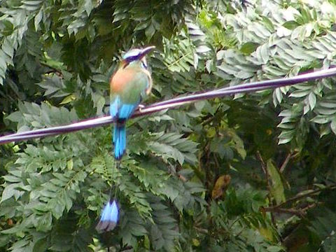 A torogoz sitting on a wire with tree leaves 
                 in the background. The bird's back is to us
                 with its head turned to the right. Its back is
                 orange, the wings are green and blue. The long
                 tail is bright blue ending in black tips.
