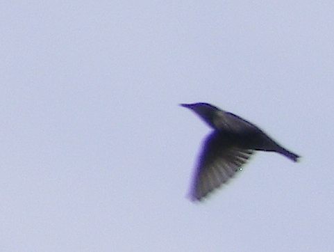 Blurry photo of a flying bird
