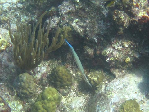 The blue head of this slim fish is
          pointing upwards. Most of the fish has a smooth greenish
          color. The green fades into a brown with white spots
          in the last 20% of the body.