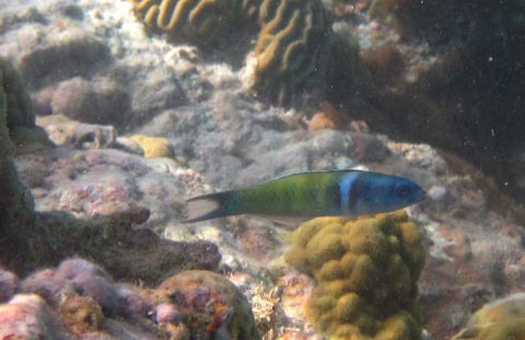 This small fish has a blue head,
        a light blue band around its body behind the gills, and a
        greenish body behind that. It is swimming to the right.