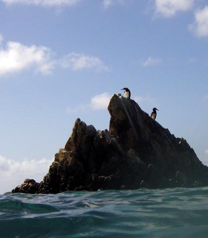 Two birds are perched on a jagged
      rock. They have white breasts. The photograph was taken
      from the water alongside the rocks.