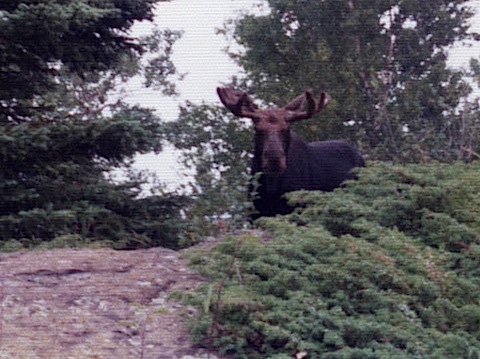 A moose with large antlers stand behind some low bushes.