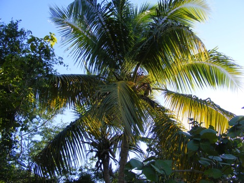 Coconuts and fronds of
a coconut palm silhouetted against the sky