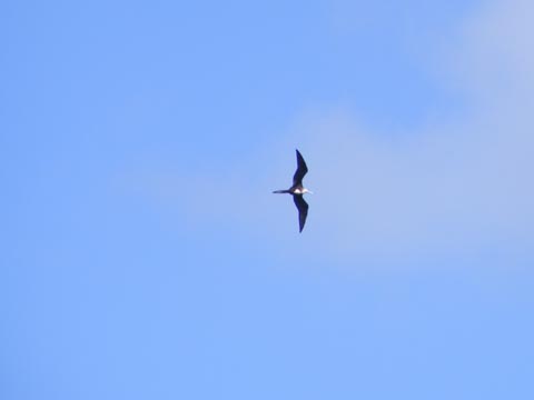 A female (see white throat) magnificent
  frigatebird soaring over the harbor at Cruz Bay