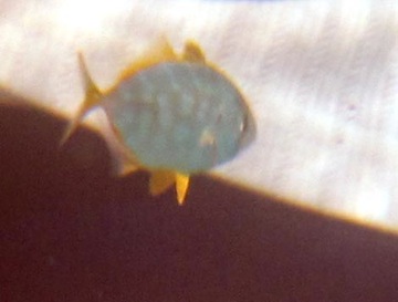 This little fish has white
spots on a greenish or yellowish body. Its fins are golden yellow.
The backgound is Gail's black swimsuit and a white shirt she is 
wearing for protection from the sun.