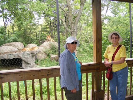 Maija and Gail stand in front of the
               lion's exhibit. In the back, the half-grown
               cub and the male lion look at the camera
               while the female sleeps