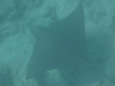 A spotted eagle
          ray swimming near the bottom in murky water