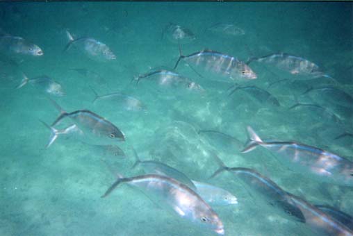Rapidly swimming
school of bar jack fish