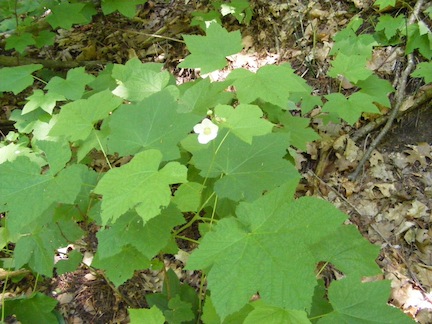 A white flower surrounded by green leaves
